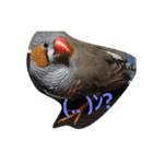 キンカチョウと鶏の毎日（個別スタンプ：13）