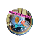 キンカチョウと鶏の毎日（個別スタンプ：15）