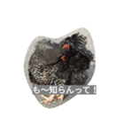 キンカチョウと鶏の毎日（個別スタンプ：16）