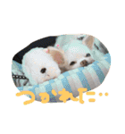 チワワふーちゃん＆キャバマルここちゃん（個別スタンプ：6）