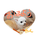 チワワふーちゃん＆キャバマルここちゃん（個別スタンプ：17）