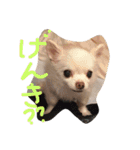 チワワふーちゃん＆キャバマルここちゃん（個別スタンプ：18）