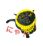 しえるとにゃこぽぅ 〜猫〜（個別スタンプ：1）