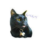 しえるとにゃこぽぅ 〜猫〜（個別スタンプ：3）