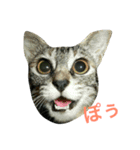 しえるとにゃこぽぅ 〜猫〜（個別スタンプ：4）