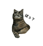 しえるとにゃこぽぅ 〜猫〜（個別スタンプ：5）