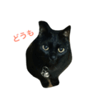 しえるとにゃこぽぅ 〜猫〜（個別スタンプ：6）