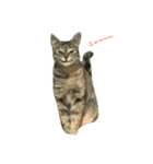 しえるとにゃこぽぅ 〜猫〜（個別スタンプ：7）