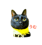 しえるとにゃこぽぅ 〜猫〜（個別スタンプ：8）