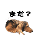 ミニチュアダックスフンドのマイロくん（個別スタンプ：12）