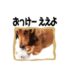 ミニチュアダックスフンドのマイロくん（個別スタンプ：15）