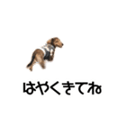 ミニチュアダックスフンドのマイロくん（個別スタンプ：19）
