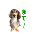 ミニチュアダックスフンドのマイロくん（個別スタンプ：24）