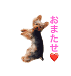 ティナちゃまのご挨拶（個別スタンプ：2）