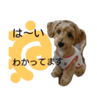 ドッグリフレオッジ6（個別スタンプ：1）