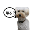 ドッグリフレオッジ6（個別スタンプ：10）