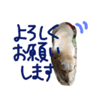 ラブラドールレトリーバーのすみれちゃん（個別スタンプ：7）
