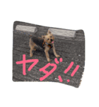 シシマルの生活2（個別スタンプ：5）