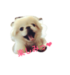 天＆アンのペキニーズ兄妹（個別スタンプ：1）