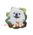 天＆アンのペキニーズ兄妹（個別スタンプ：2）