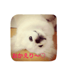 天＆アンのペキニーズ兄妹（個別スタンプ：5）
