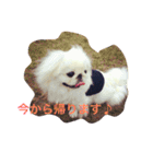 天＆アンのペキニーズ兄妹（個別スタンプ：6）