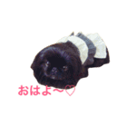 天＆アンのペキニーズ兄妹（個別スタンプ：7）