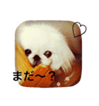 天＆アンのペキニーズ兄妹（個別スタンプ：12）