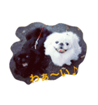 天＆アンのペキニーズ兄妹（個別スタンプ：13）