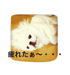 天＆アンのペキニーズ兄妹（個別スタンプ：17）