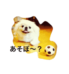 天＆アンのペキニーズ兄妹（個別スタンプ：19）