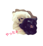 天＆アンのペキニーズ兄妹（個別スタンプ：23）