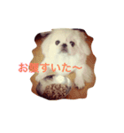 天＆アンのペキニーズ兄妹（個別スタンプ：27）