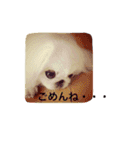 天＆アンのペキニーズ兄妹（個別スタンプ：29）