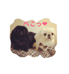 天＆アンのペキニーズ兄妹（個別スタンプ：30）