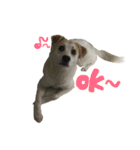 雑種犬のふじまる（個別スタンプ：1）