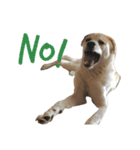 雑種犬のふじまる（個別スタンプ：2）