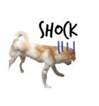 雑種犬のふじまる（個別スタンプ：3）