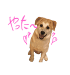 雑種犬のふじまる（個別スタンプ：4）