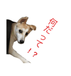 雑種犬のふじまる（個別スタンプ：6）