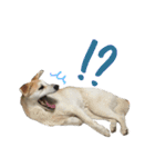 雑種犬のふじまる（個別スタンプ：7）