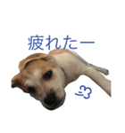 雑種犬のふじまる（個別スタンプ：8）