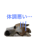 雑種犬のふじまる（個別スタンプ：9）