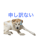 雑種犬のふじまる（個別スタンプ：10）