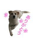 雑種犬のふじまる（個別スタンプ：11）