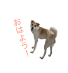 雑種犬のふじまる（個別スタンプ：12）
