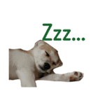 雑種犬のふじまる（個別スタンプ：13）