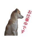 雑種犬のふじまる（個別スタンプ：14）