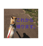 雑種犬のふじまる（個別スタンプ：16）
