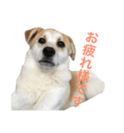 雑種犬のふじまる（個別スタンプ：17）
